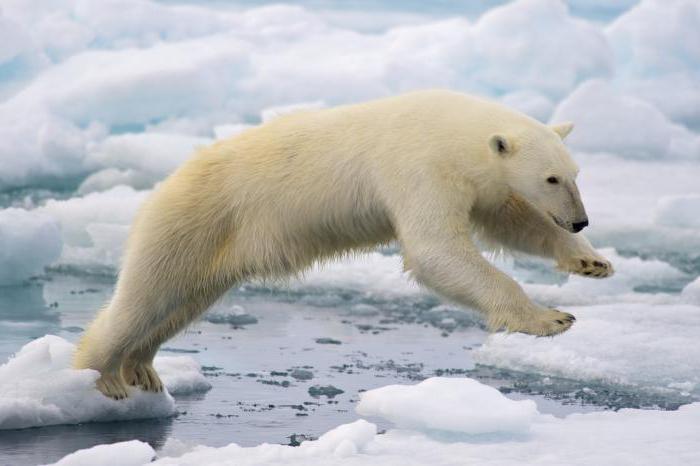 zajímavé fakty o ledních medvídách pro děti