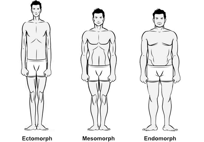 endomorfní mezomorfní ektomorfní